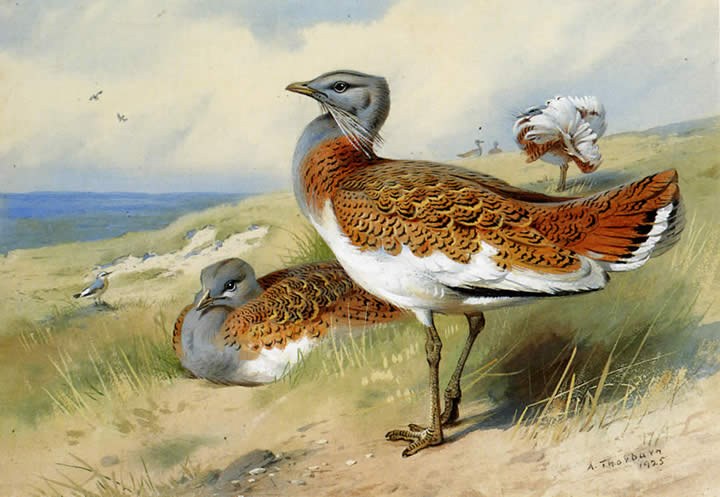 Archibald Thorburn Great bustards
